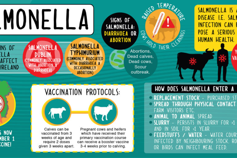 salmonella-infographic